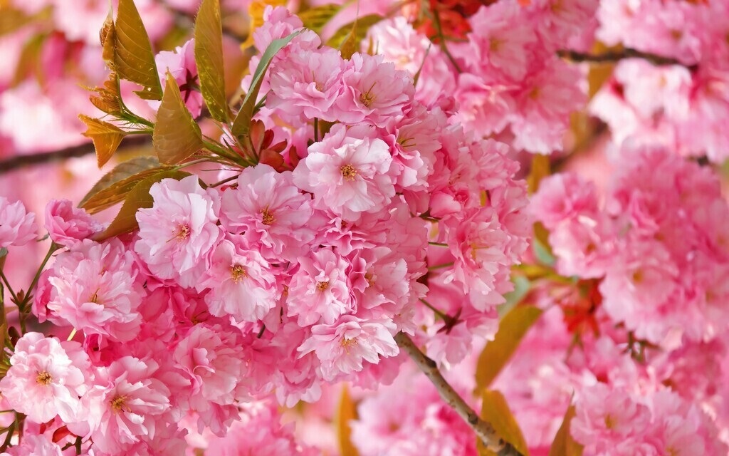 Cherry Blossom Viewing Area