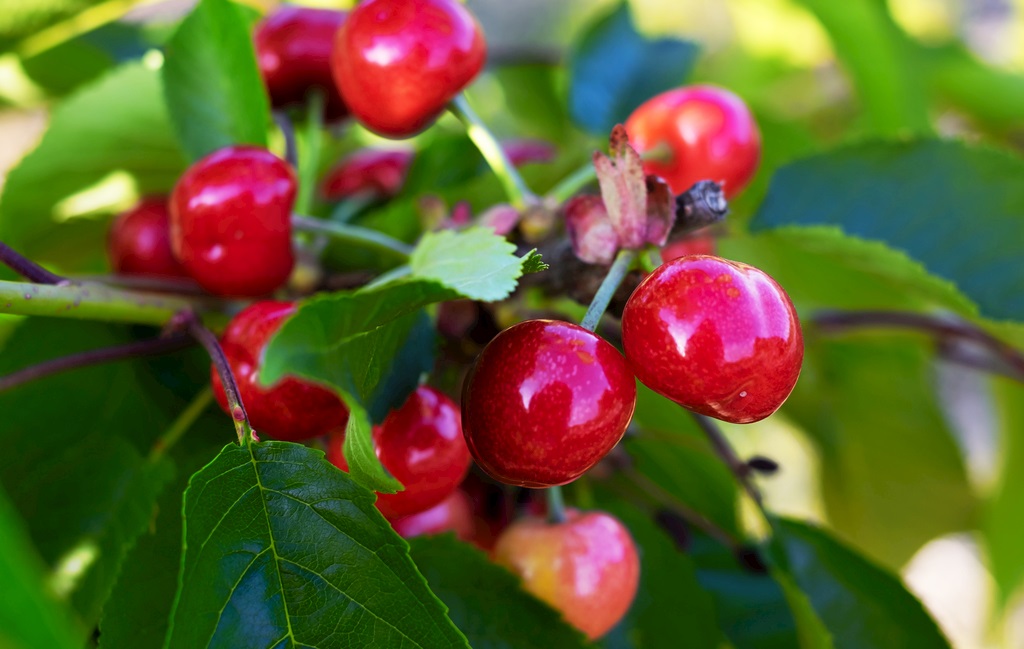 Cherry picking area