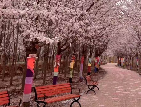 踏溪湖生态农场2025年樱花节